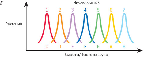 Каждая клетка мозга реагирует на определенную высоту (частоту) звука (а)