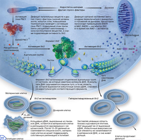 ФЕРМЕНТ SIR2 И СТРЕСС