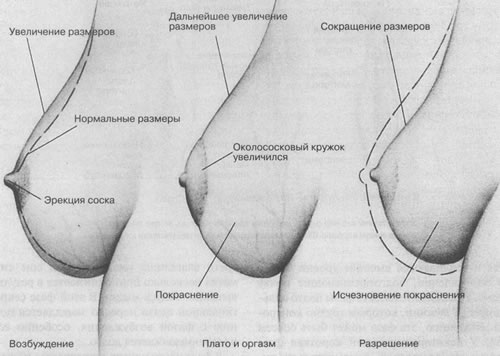 Эрекция и все что с ней связано Эрекция и все что с ней связано