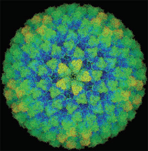 Вирус синего языка
