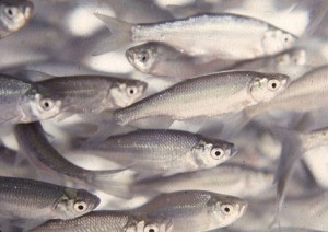 Североамериканские стайные рыбки Notemigonus crysoleucas. Фото с сайта www.extension.org