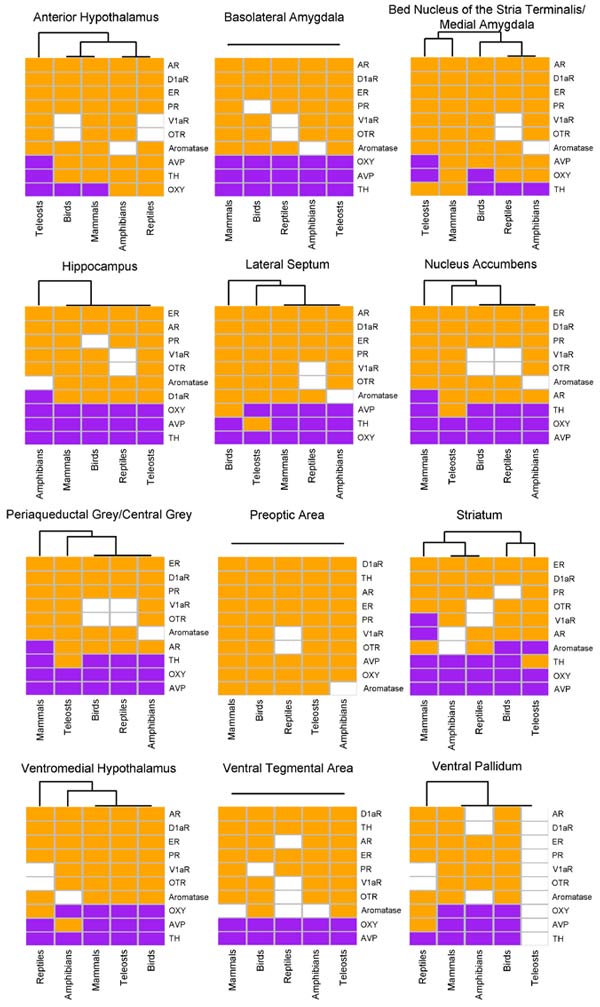 Распределение экспрессии 10 генов по отделам &laquo;сети принятия социальных решений&raquo; у позвоночных