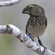 Большой земляной зяблик (<i>Geospiza magnirostis</i>), остался с носом. В смысле, его менее крупный конкурент сумел уйти от навязанного соперничества (фото AP/Science).