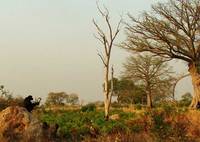 Саванный шимпанзе сидит на термитнике. Сенегал. Фото: Paco Bertolani
Источник: http://www.pnas.org/content/104/
49/19167/F1.expansion.html Саванный шимпанзе сидит на термитнике. Сенегал. Фото: Paco Bertolani
Источник: http://www.pnas.org/content/104/
49/19167/F1.expansion.html