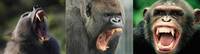 Демонстрация клыков, слева направо: павиан, горилла, шимпанзе.
Источники: http://buddy2blogger.blogspot.ru/2011/
12/primates-memoir-neuroscientists.html
http://myanthropologyblog.blogspot.ru/
2012/09/dentition-patterns.html Демонстрация клыков, слева направо: павиан, горилла, шимпанзе.
Источники: http://buddy2blogger.blogspot.ru/2011/
12/primates-memoir-neuroscientists.html
http://myanthropologyblog.blogspot.ru/
2012/09/dentition-patterns.html