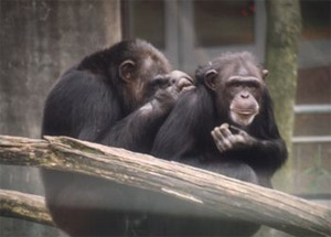                . , ,  ,     (   www.chimpanzoo.org)