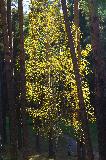 IMG_5517.jpg