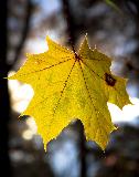 IMG_5532.jpg