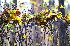 IMG_5890.jpg