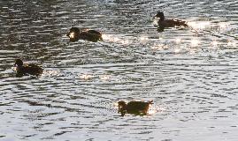 IMG_5917.jpg