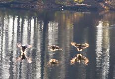 IMG_5925.jpg