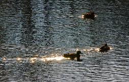 IMG_5932.jpg