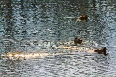 IMG_5936.jpg