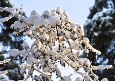 IMG_8667.jpg