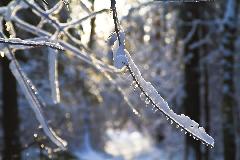 IMG_8694.jpg