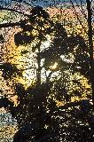 IMG_8727.jpg