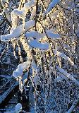 IMG_8794.jpg