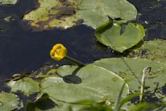 IMG_7155.jpg