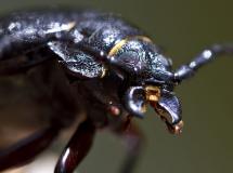IMG_7244.jpg