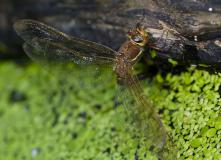IMG_7317.jpg