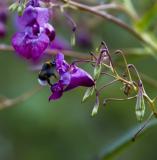 IMG_7332.jpg