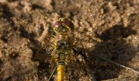 IMG_1042.jpg