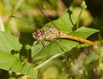IMG_1052.jpg