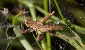 IMG_1068.jpg