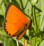 IMG_1077.jpg