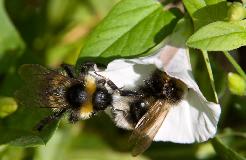 IMG_1087.jpg