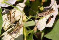 IMG_1101.jpg