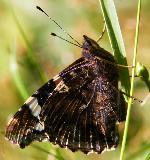 IMG_1113.jpg