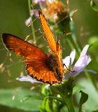 IMG_1120.jpg