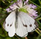 IMG_1210.jpg