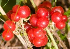 IMG_1225.jpg