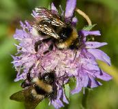 IMG_1237.jpg