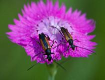 IMG_1268.jpg