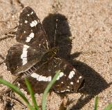 IMG_1274.jpg
