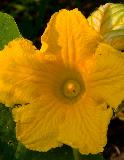 IMG_4129.jpg