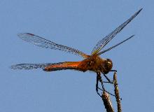 IMG_4168.jpg