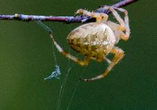 IMG_4200.jpg