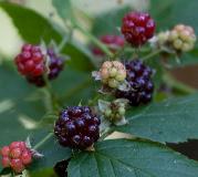 IMG_4219.jpg