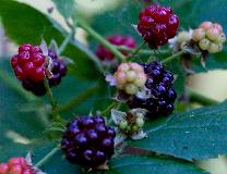 IMG_4223.jpg