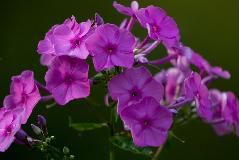 IMG_4284.jpg