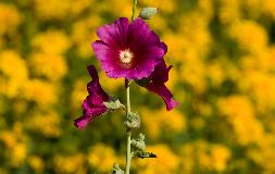 IMG_4299.jpg