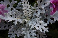 IMG_1561.jpg
