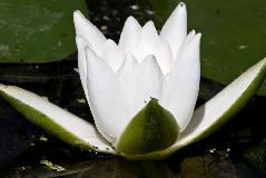 IMG_1652.jpg