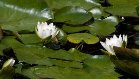 IMG_1694.jpg