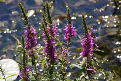IMG_1699.jpg