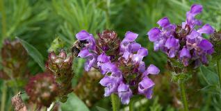 IMG_1738.jpg